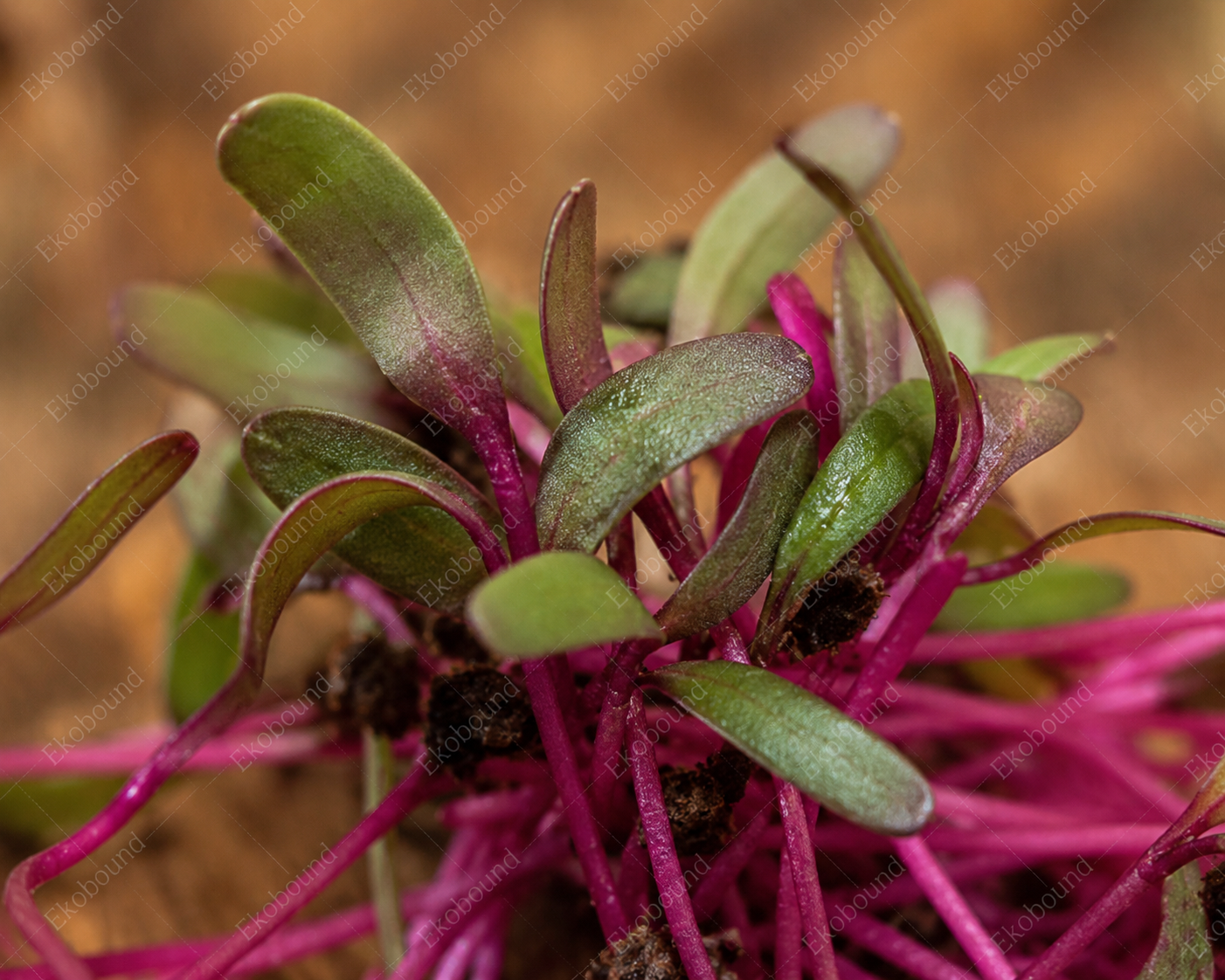 Fresh Beetroot Microgreens from Ekobound. Sustainably grown, harvested fresh, and delivered across Bangalore. Perfect for salads, wraps, smoothies, and healthy everyday meals.