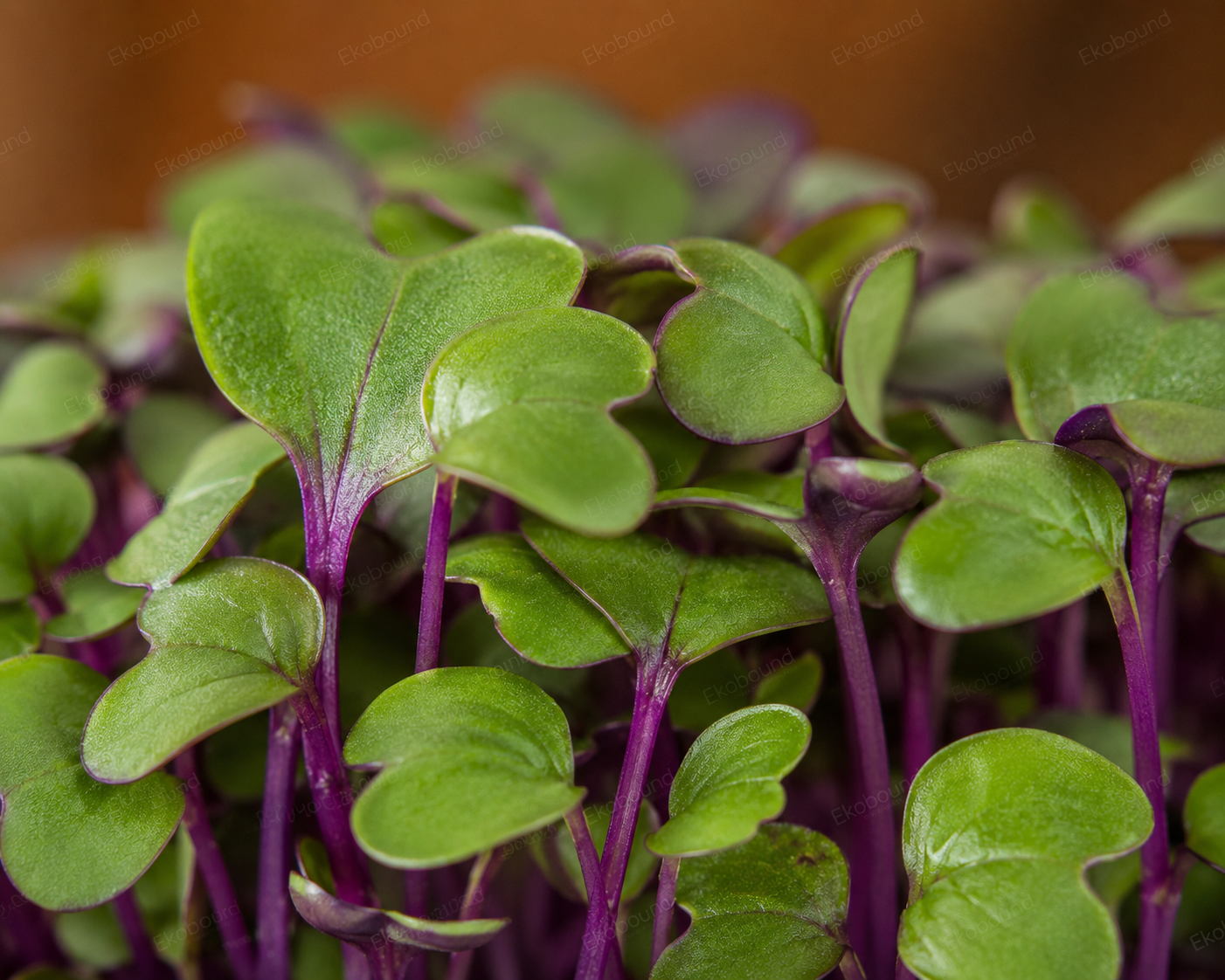 Fresh Kohlrabi Microgreens from Ekobound. Mildly sweet, crisp, and sustainably grown. Harvested fresh and delivered across Bangalore, Karnataka, India. Perfect for salads, wraps, sandwiches, smoothies, grain bowls, and gourmet garnishes.