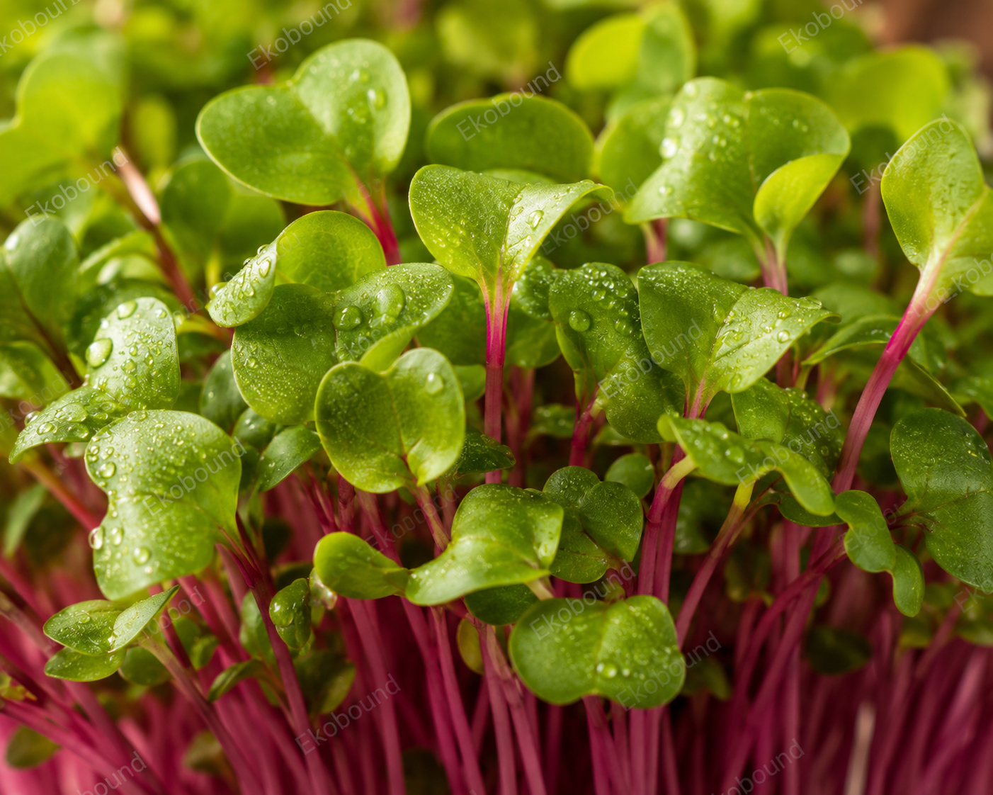 Fresh Radish China Rose Microgreens from Ekobound. Vibrant pink stems, crisp texture, and peppery flavor. Sustainably grown and harvested fresh for delivery across Bangalore, Karnataka, India. Perfect for salads, wraps, sandwiches, and gourmet garnishes.