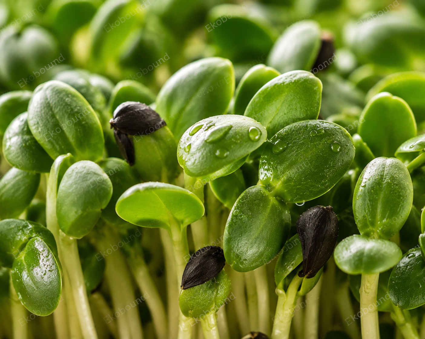 Fresh Sunflower Microgreens from Ekobound. Mild, nutty, crunchy, and sustainably grown for delivery across Bangalore, Karnataka & India. Perfect for salads, sandwiches, wraps, smoothies, and healthy everyday meals.