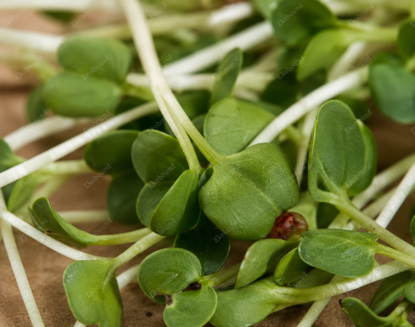 Fresh White Radish Microgreens from Ekobound. Crisp, peppery, sustainably grown, and harvested fresh for delivery across Bangalore, Karnataka, India. Perfect for salads, wraps, sandwiches, and healthy meals.