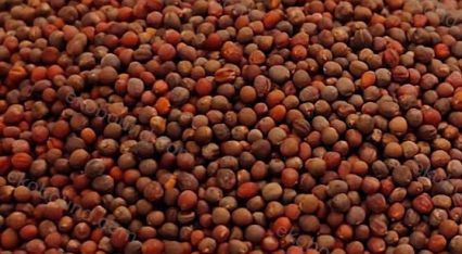 Ekobound Broccoli Microgreen Seeds (100g) | Premium Organic Non-GMO Seeds for Fresh Homegrown Microgreens