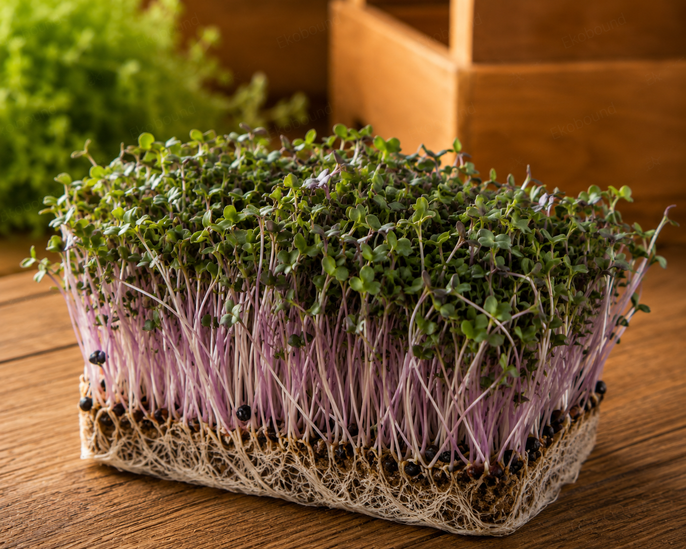 Fresh Broccoli Microgreens from Ekobound. Mild, fresh, and sustainably grown. Harvested fresh and delivered across Bangalore, Karnataka, India. Perfect for salads, wraps, sandwiches, smoothies, grain bowls, and healthy everyday meals.