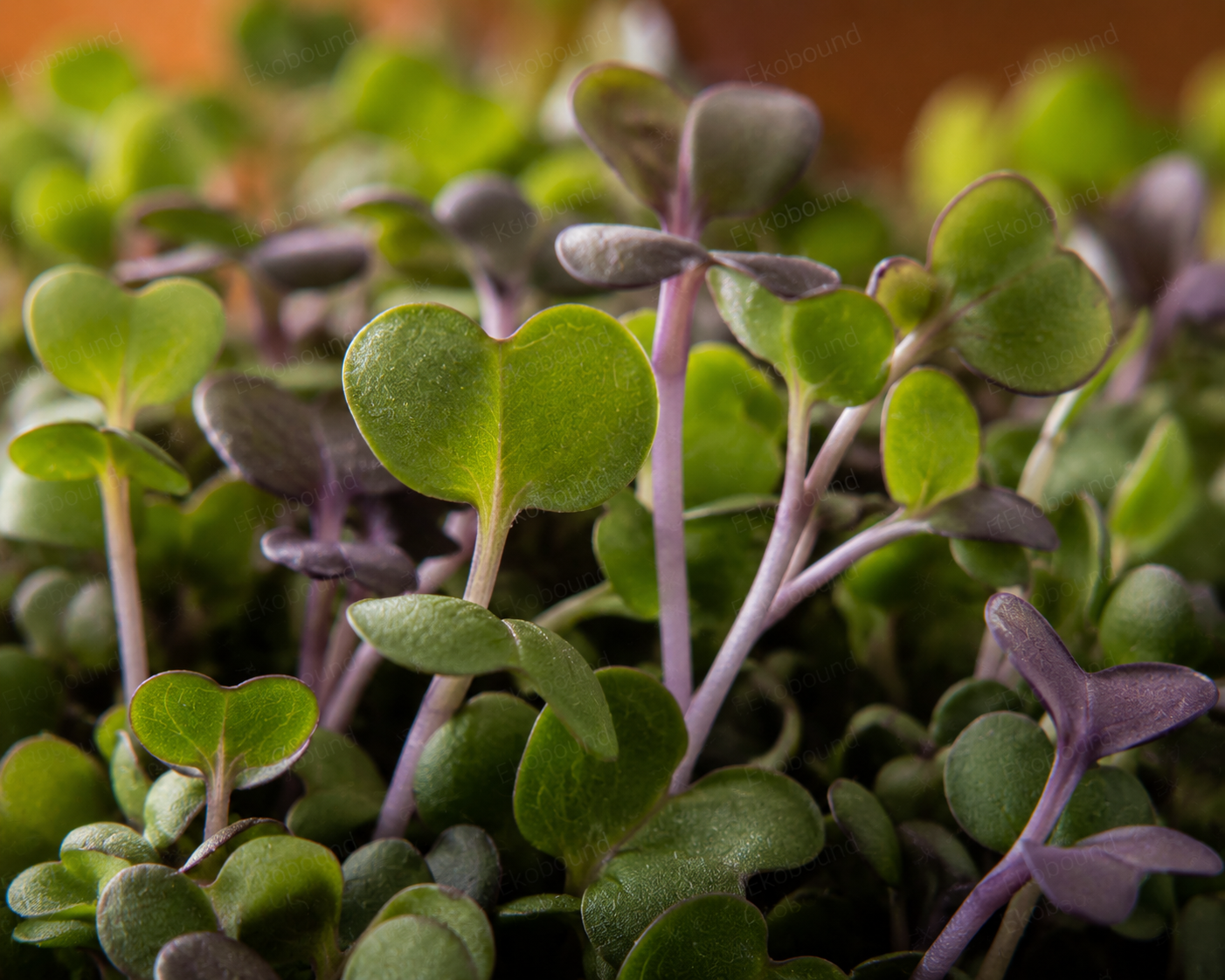 Fresh Broccoli Microgreens from Ekobound. Mild, fresh, and sustainably grown. Harvested fresh and delivered across Bangalore, Karnataka, India. Perfect for salads, wraps, sandwiches, smoothies, grain bowls, and healthy everyday meals.