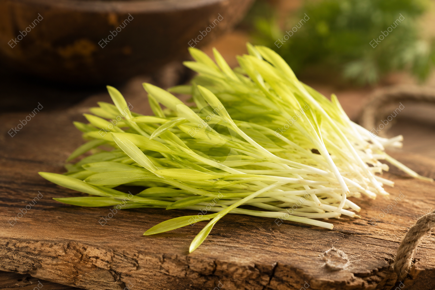 Fresh Corn Microgreens from Ekobound. Naturally sweet, crisp, and sustainably grown. Harvested fresh and delivered across Bangalore, Karnataka, India. Perfect for salads, wraps, sandwiches, grain bowls, smoothies, and gourmet garnishes.