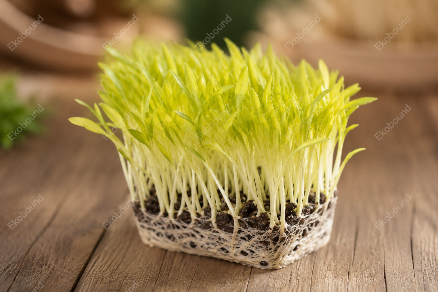 Fresh Corn Microgreens from Ekobound. Naturally sweet, crisp, and sustainably grown. Harvested fresh and delivered across Bangalore, Karnataka, India. Perfect for salads, wraps, sandwiches, grain bowls, smoothies, and gourmet garnishes.