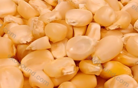 Ekobound Corn Microgreen Seeds (100g) | Premium Organic Non-GMO Seeds for Fresh Homegrown Microgreens