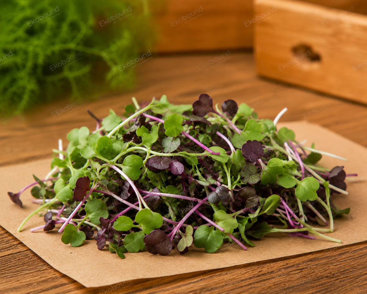 Fresh Mixed Microgreens from Ekobound. A premium blend of farm-fresh, sustainably grown microgreens delivered across Bangalore. Perfect for salads, wraps, smoothies, sandwiches, and healthy everyday meals.