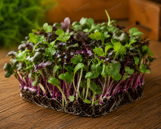Fresh Mixed Microgreens from Ekobound. A premium blend of farm-fresh, sustainably grown microgreens delivered across Bangalore. Perfect for salads, wraps, smoothies, sandwiches, and healthy everyday meals.