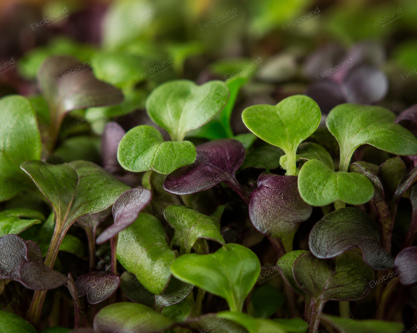Fresh Mixed Microgreens from Ekobound. A premium blend of farm-fresh, sustainably grown microgreens delivered across Bangalore. Perfect for salads, wraps, smoothies, sandwiches, and healthy everyday meals.