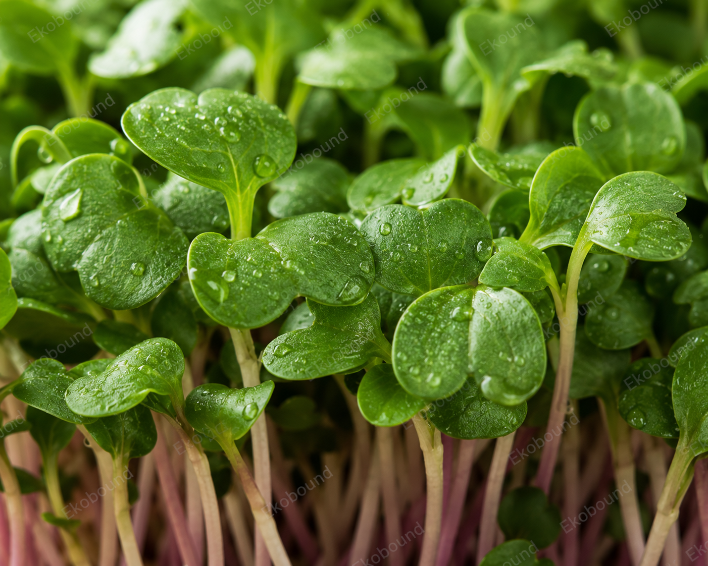 Fresh Mustard Microgreens from Ekobound. Bold, peppery, sustainably grown, and harvested fresh for delivery across Bangalore, Karnataka, India. Perfect for salads, wraps, sandwiches, soups, and healthy everyday meals.