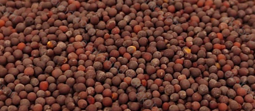 Ekobound Mustard Microgreen Seeds (100g) | Premium Organic Non-GMO Seeds for Fresh Homegrown Microgreens