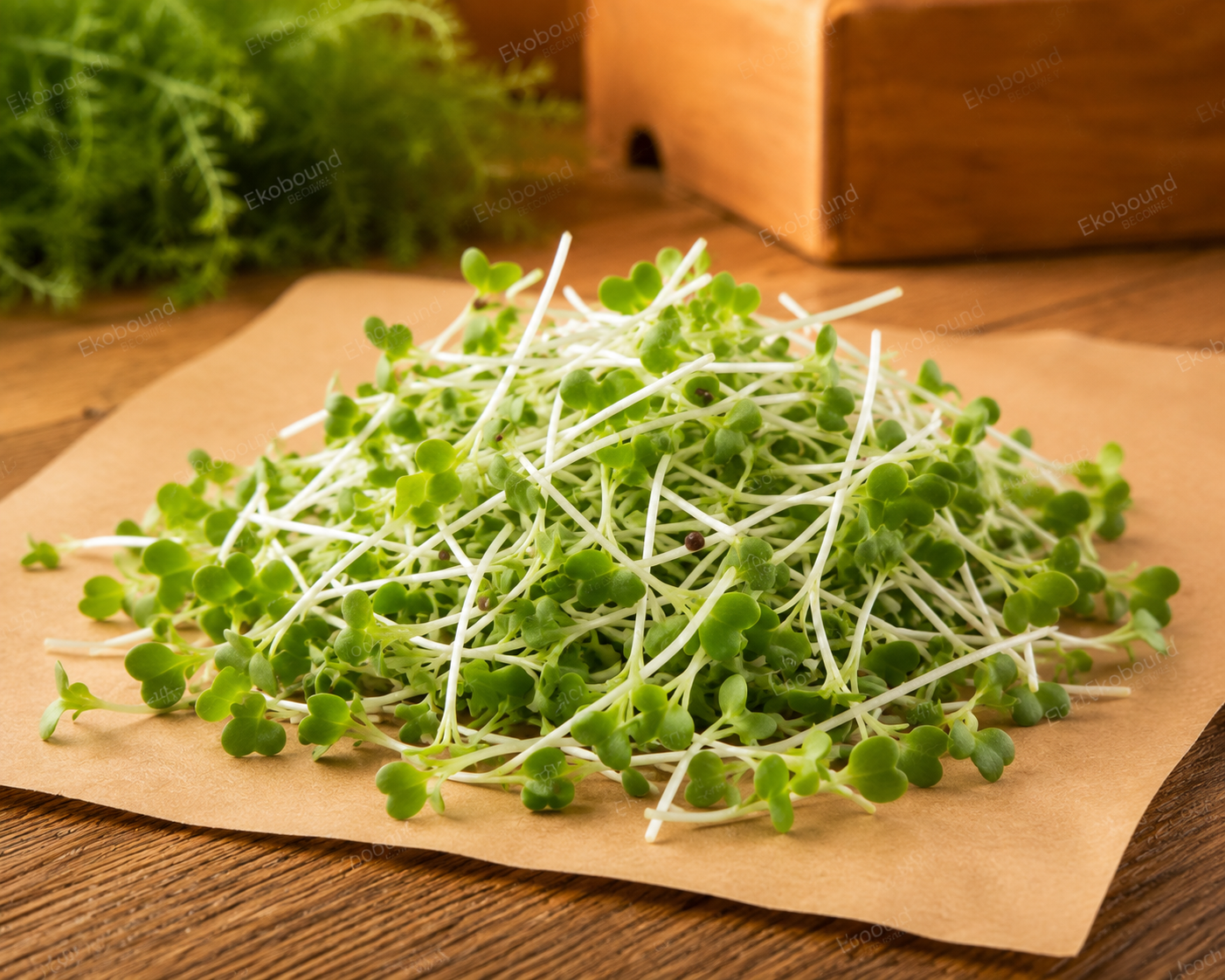 Fresh Pakchoi Microgreens from Ekobound. Mild, crisp, and sustainably grown. Harvested fresh and delivered across Bangalore, Karnataka, India. Perfect for salads, wraps, soups, grain bowls, smoothies, and healthy everyday meals.