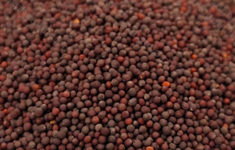 Ekobound Pakchoi Microgreen Seeds (100g) | Premium Organic Non-GMO Seeds for Fresh Homegrown Microgreens