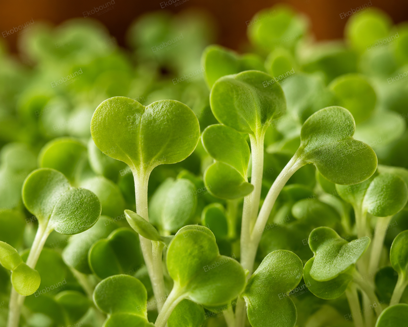 Fresh Pakchoi Microgreens from Ekobound. Mild, crisp, and sustainably grown. Harvested fresh and delivered across Bangalore, Karnataka, India. Perfect for salads, wraps, soups, grain bowls, smoothies, and healthy everyday meals.