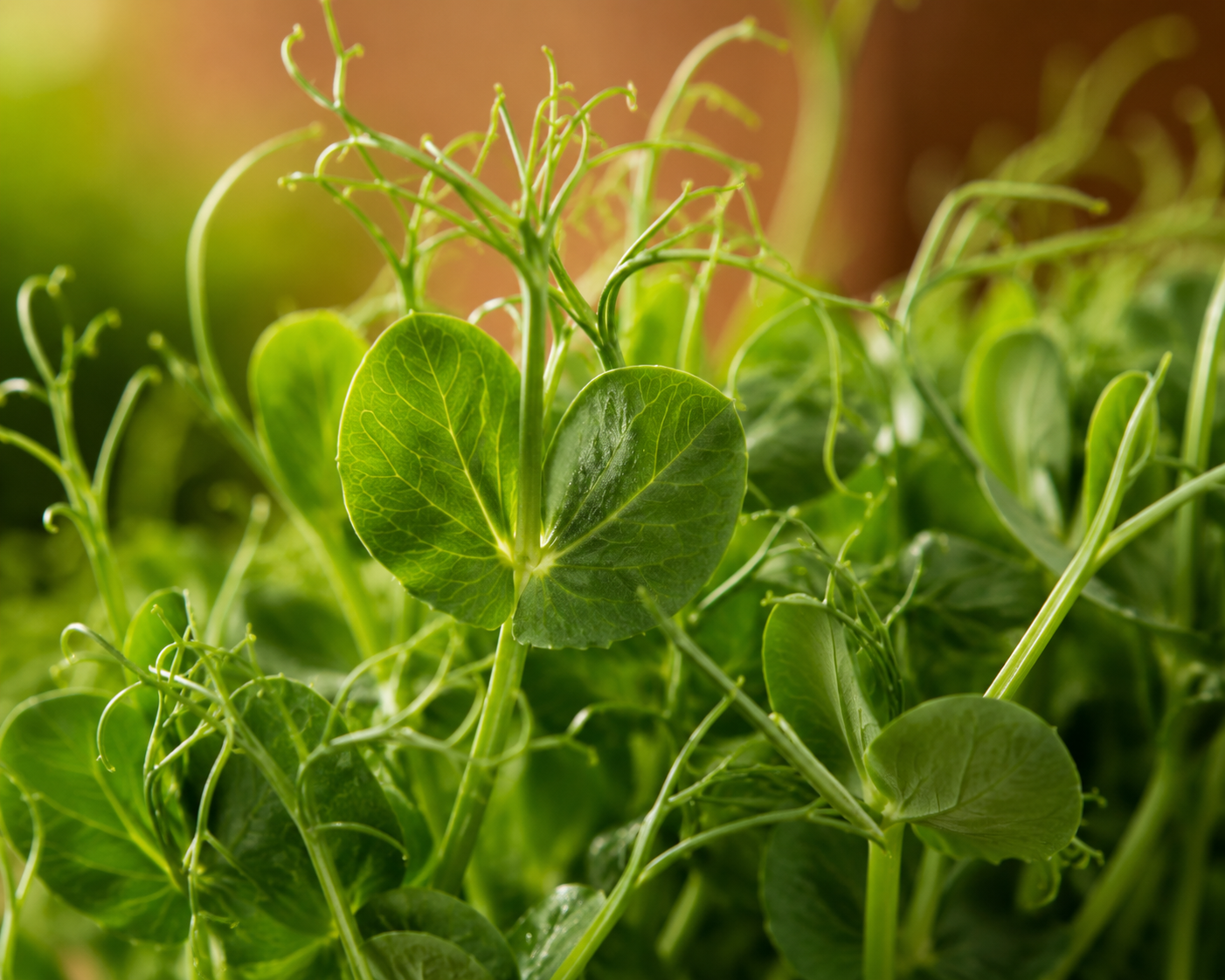 Fresh Peas Microgreens from Ekobound. Naturally sweet, tender, and crunchy. Sustainably grown and harvested fresh for delivery across Bangalore, Karnataka, India. Perfect for salads, wraps, sandwiches, smoothies, grain bowls, and gourmet garnishes.