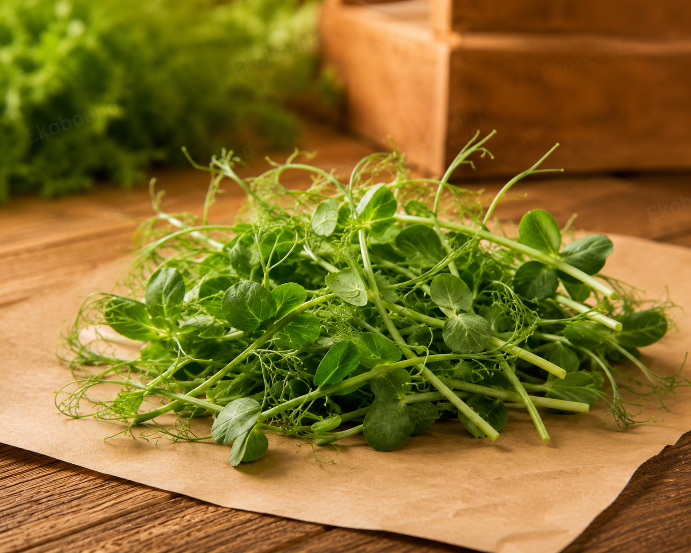 Fresh Peas Microgreens from Ekobound. Naturally sweet, tender, and crunchy. Sustainably grown and harvested fresh for delivery across Bangalore, Karnataka, India. Perfect for salads, wraps, sandwiches, smoothies, grain bowls, and gourmet garnishes.