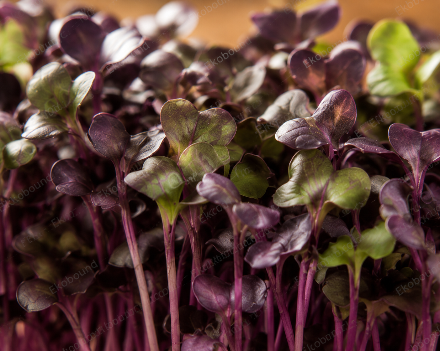 Fresh Purple Radish Microgreens from Ekobound. Vibrant purple stems, crisp texture, and peppery flavor. Sustainably grown and harvested fresh for delivery across Bangalore,  Karnataka, Perfect for salads, wraps, sandwiches, soups, and gourmet garnishes.