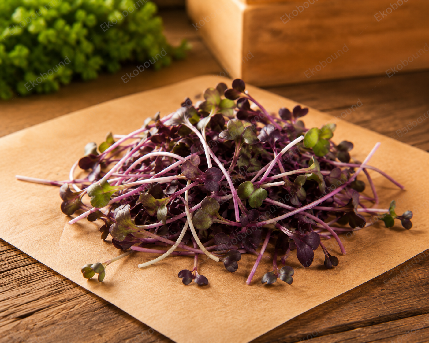 Fresh Purple Radish Microgreens from Ekobound. Vibrant purple stems, crisp texture, and peppery flavor. Sustainably grown and harvested fresh for delivery across Bangalore,  Karnataka, Perfect for salads, wraps, sandwiches, soups, and gourmet garnishes.