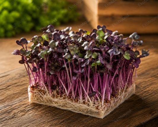Fresh Purple Radish Microgreens from Ekobound. Vibrant purple stems, crisp texture, and peppery flavor. Sustainably grown and harvested fresh for delivery across Bangalore,  Karnataka, Perfect for salads, wraps, sandwiches, soups, and gourmet garnishes.