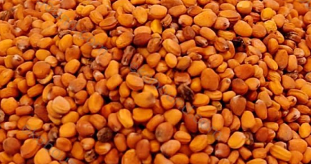 Ekobound Radish China Rose Microgreen Seeds (100g) | Premium Organic Non-GMO Seeds for Fresh Homegrown Microgreens