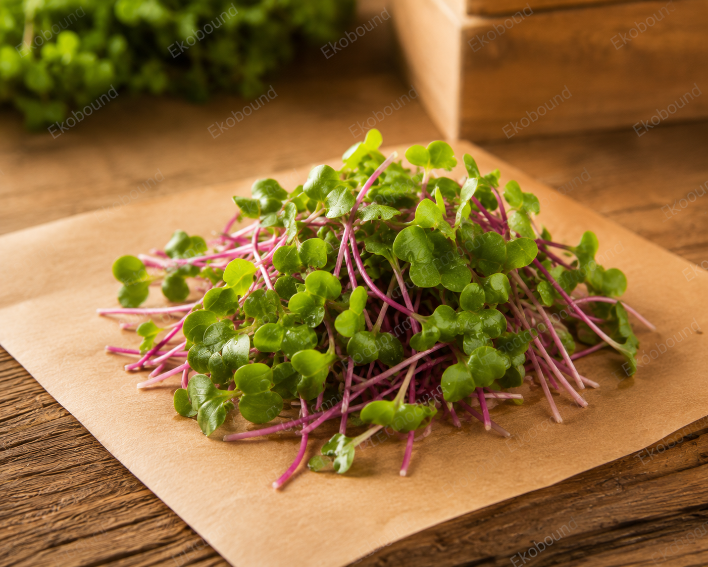 Fresh Radish China Rose Microgreens from Ekobound. Vibrant pink stems, crisp texture, and peppery flavor. Sustainably grown and harvested fresh for delivery across Bangalore, Karnataka, India. Perfect for salads, wraps, sandwiches, and gourmet garnishes.