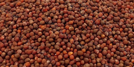 Ekobound Red Cabbage Microgreen Seeds (100g) | Premium Organic Non-GMO Seeds for Fresh Homegrown Microgreens