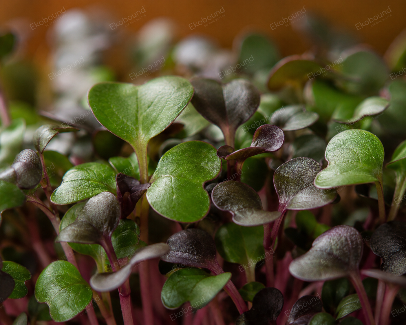 Red Cabbage Microgreens from Ekobound. Mild, crisp, and naturally vibrant with beautiful purple stems. Sustainably grown and harvested fresh for delivery across Bangalore. Perfect for salads, wraps, smoothies, grain bowls, and gourmet garnishes.