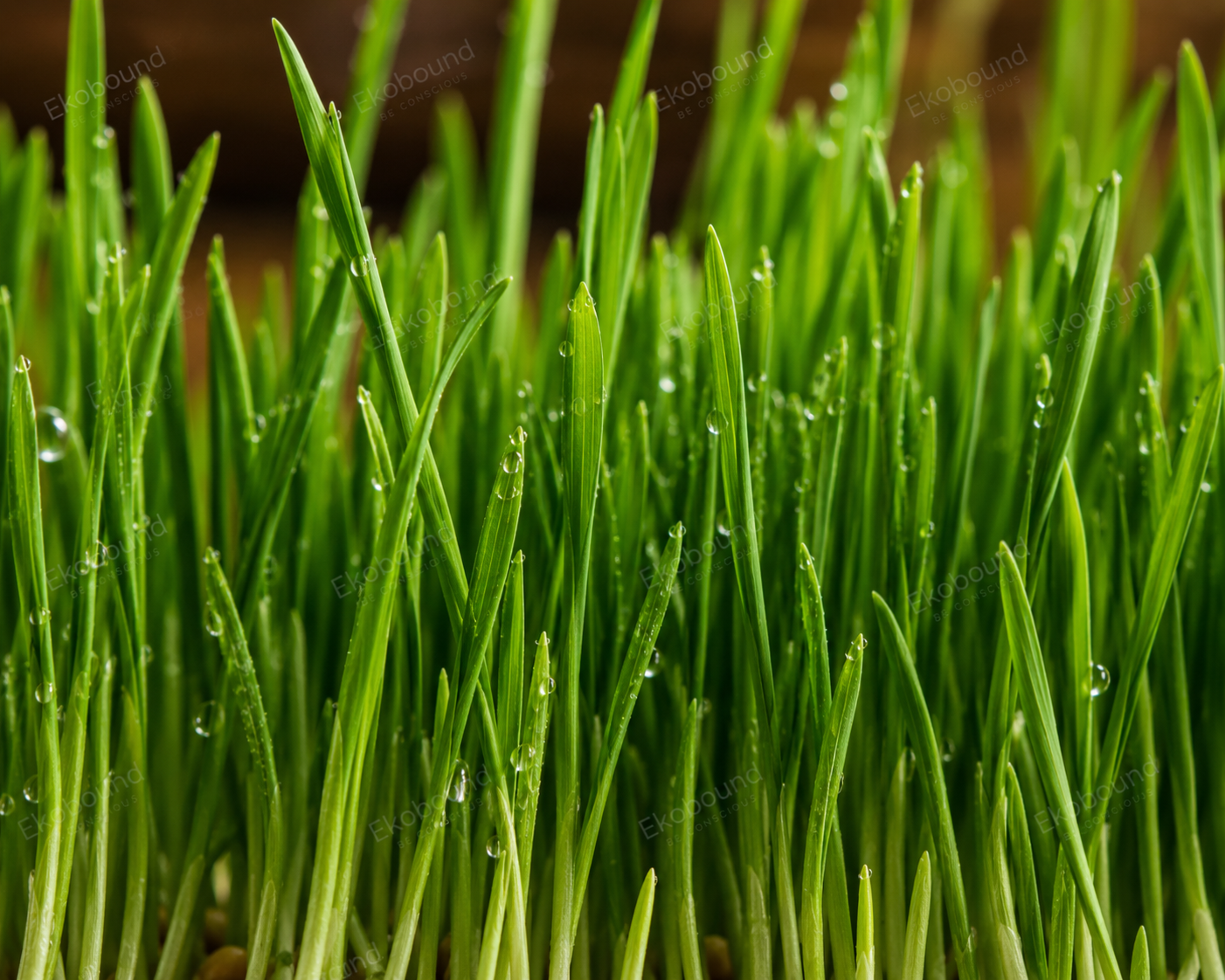 Fresh Wheat Grass from Ekobound. Sustainably grown, freshly harvested, and delivered across Bangalore. Perfect for juices, smoothies, wellness shots, and healthy everyday nutrition.