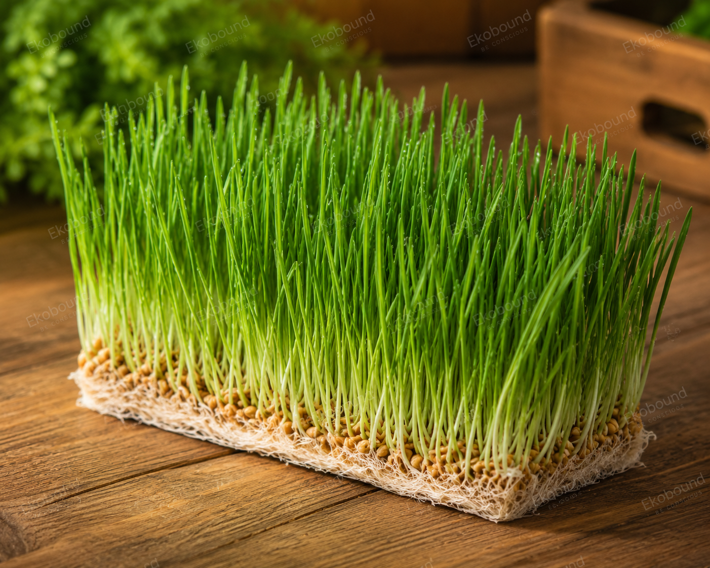 Fresh Wheat Grass from Ekobound. Sustainably grown, freshly harvested, and delivered across Bangalore. Perfect for juices, smoothies, wellness shots, and healthy everyday nutrition.