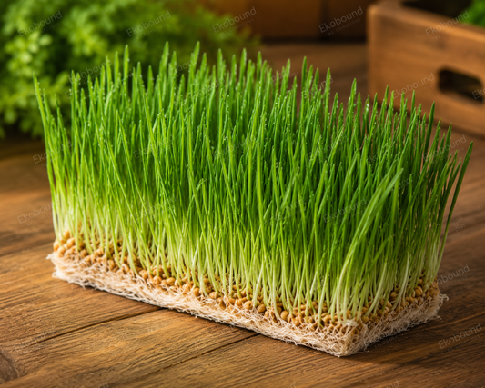 Fresh Wheat Grass from Ekobound. Sustainably grown, freshly harvested, and delivered across Bangalore. Perfect for juices, smoothies, wellness shots, and healthy everyday nutrition.