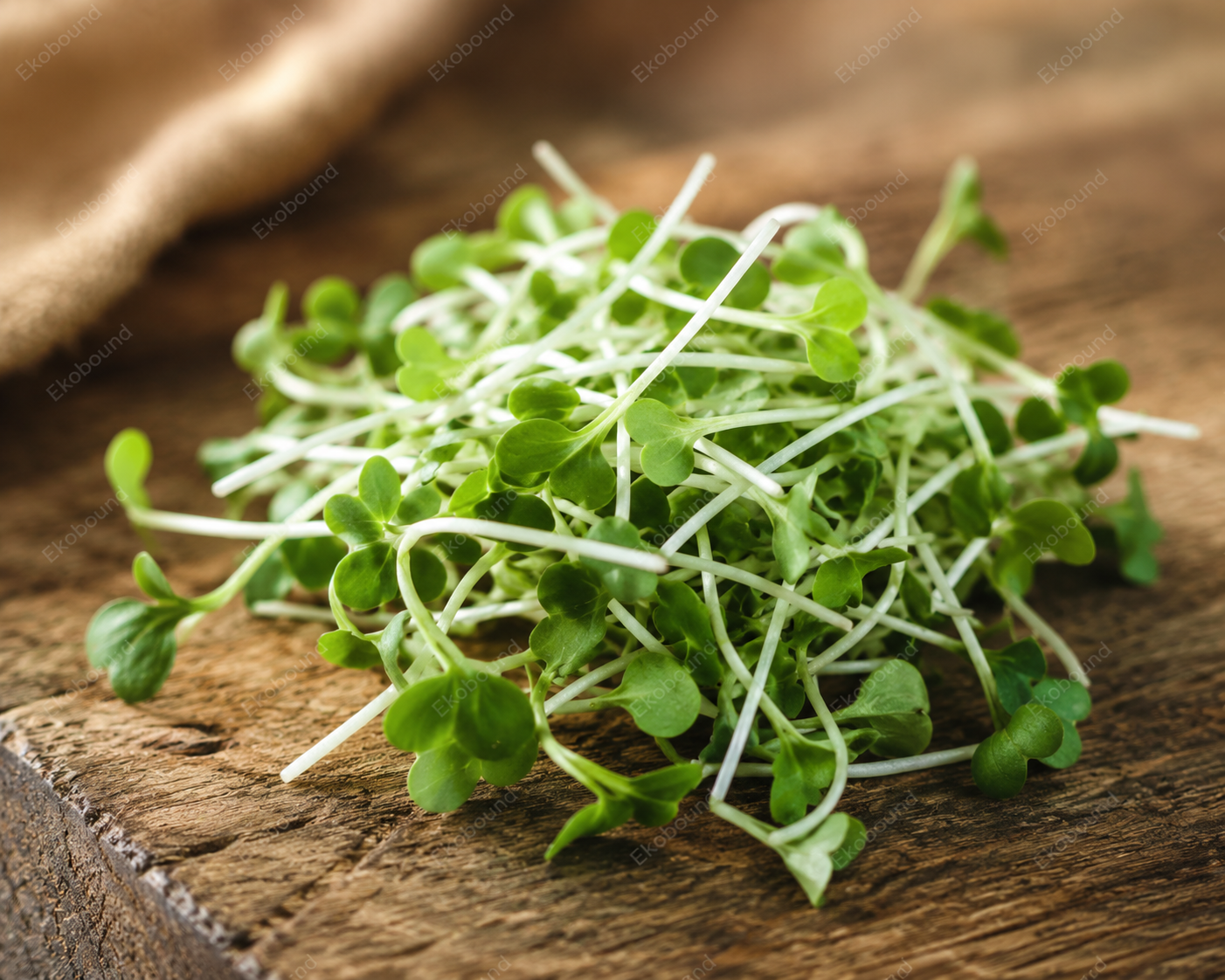 Fresh White Radish Microgreens from Ekobound. Crisp, peppery, sustainably grown, and harvested fresh for delivery across Bangalore, Karnataka, India. Perfect for salads, wraps, sandwiches, and healthy meals.